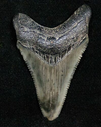 Razor Sharp Fossil Megalodon Tooth #13616